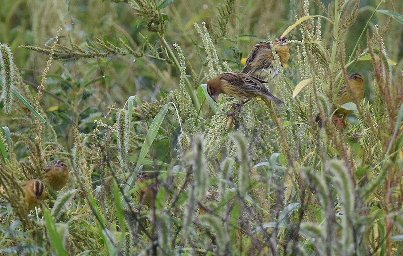 File:Bobolinks at Riverlands - 48785094463.jpg