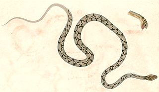 Arrowback tree snake