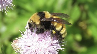 <i>Bombus borealis</i> Species of bee