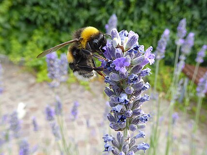 Bombus sp Villamontagna