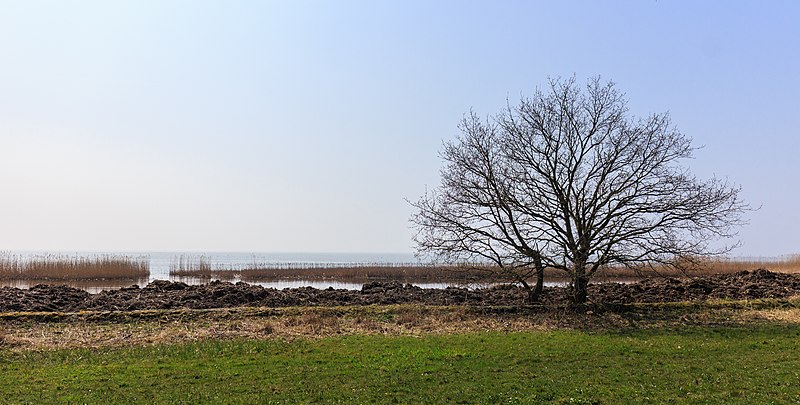 File:Bomengroep aan de rand van de kust. Locatie Mirnser Klif 01.jpg