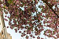 * Nomination Cherry blossoms at Heerstraße, Bonn, North Rhine-Westphalia, Germany --XRay 03:36, 24 April 2018 (UTC) * Promotion Good quality. -- Johann Jaritz 03:51, 24 April 2018 (UTC)