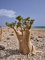 Гладкий аденіум (Adenium obesum spp. sokotranum)