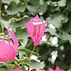 Bougainvillea spectabilis f. variegata