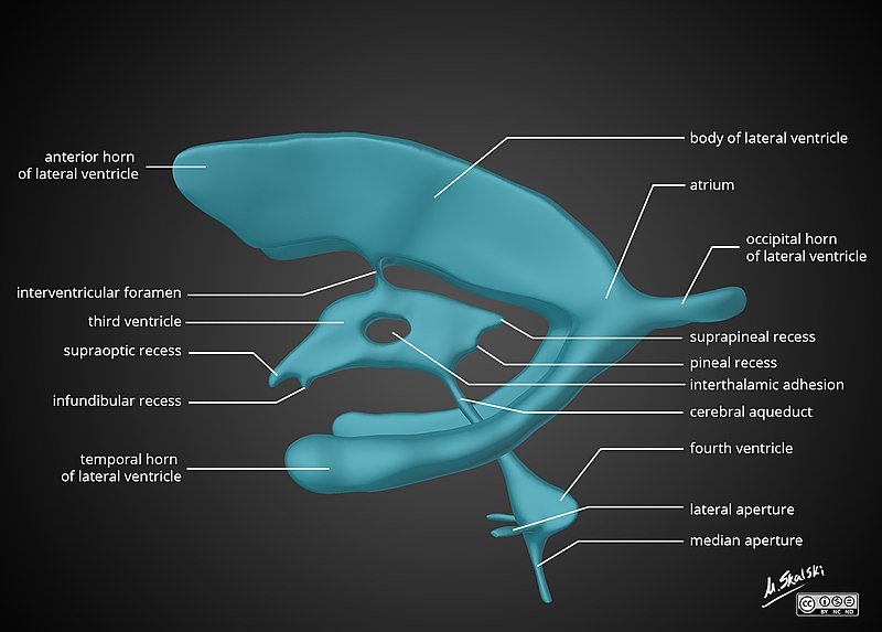 File:Brain-ventricle-anatomy-diagram.jpg