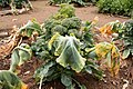 ブロッコリー Brassica oleracea var. italica