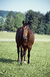 A stock type horse suitable for cattle work Brauner.JPG