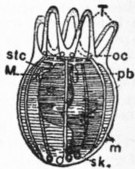 Britannica Echinoderma 4.jpg