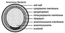 diagrama celular de "Brocadia anammoxidans"