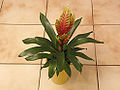 Bromelia Vriesea