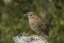 Brown-banded antpitta (Grallaria milleri) Caldas.jpg