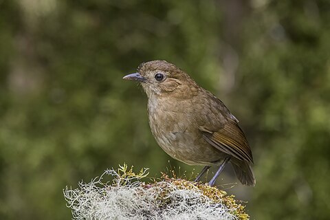 Brown-banded antpitta (Grallaria milleri)