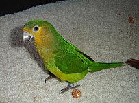 Brown-throated Parakeet (Aratinga pertinax) -pet.jpg