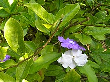 Manacabrunfelsia (B. uniflora)