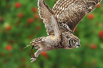 Fleckenuhu bei der Raubvogel-Safari