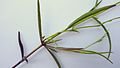 Buchnera ciliata Pennell - Flickr - Alex Popovkin, Bahia, Brazil (10).jpg