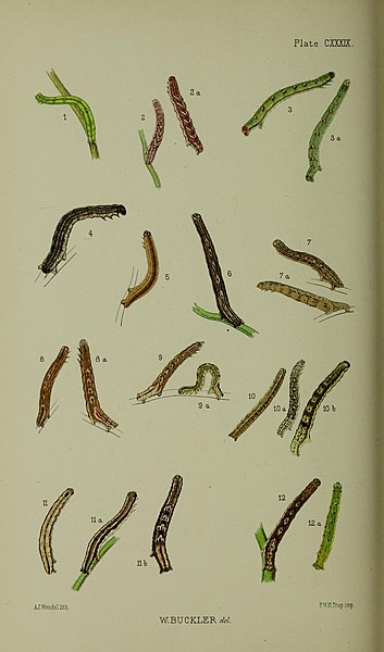 File:Buckler W The larvæ of the British butterflies and moths PlateCXXXIX.jpg