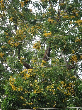 Typical season flowers, Burmese Padauks (Pterocarpus macrocarpus), flowering during Thingyan