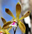 Encyclia tampensis