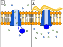 The CFTR protein is a channel protein that controls the flow of H2O and Cl ions in and out of cells inside the lungs. When the CFTR protein is working correctly, as shown in Panel 1, ions freely flow in and out of the cells. However, when the CFTR protein is malfunctioning as in Panel 2, these ions cannot flow out of the cell due to blocked CFTR channels. This occurs in cystic fibrosis, characterized by the buildup of thick mucus in the lungs. CFTR Protein Panels.svg