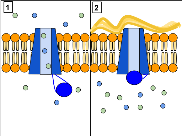 The CFTR protein is a channel protein that controls the flow of H2O and Cl− ions in and out of cells inside the lungs. When the CFTR protein is working correctly, ions freely flow in and out of the cells. However, when the CFTR protein is malfunctioning, these ions cannot flow out of the cell due to a blocked channel. This causes cystic fibrosis, characterized by the buildup of thick mucus in the lungs.