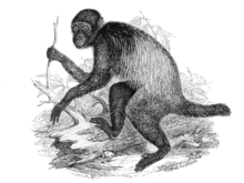 Cacajao melanocephalus.png