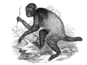 A Cacajao melanocephalus.png kép leírása.