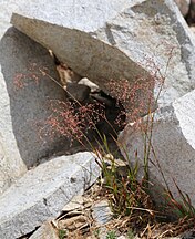 Brewer's reed grass (Calamagrostis breweri) in rocks