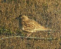 Szikipacsirta (Calandrella brachydactyla)