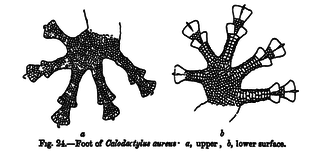 <i>Calodactylodes</i> Genus of lizards