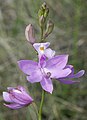 Calopogon multiflorus