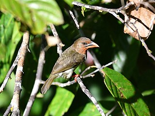 <span class="mw-page-title-main">Brown barbet</span> Species of bird