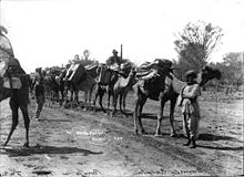 A camel caravan in Bourke circa 1900