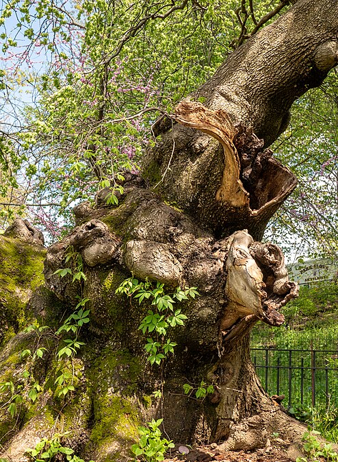 Camperdown elm, Prospect Park, 2023-04