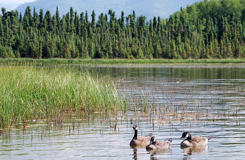 File:Canada goose trio on Goose Lake, Anchorage.jpg