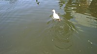 Canals of Xochimilco