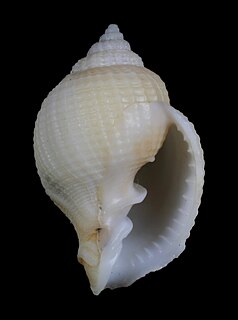<i>Cancellaria gemmulata</i> Species of gastropod