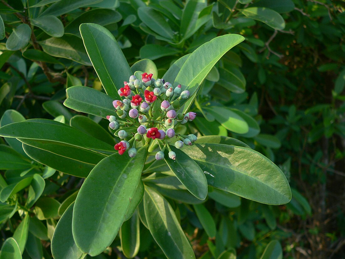 Canella winterana