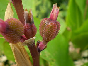 Canna hybriden 0.02 R.jpg