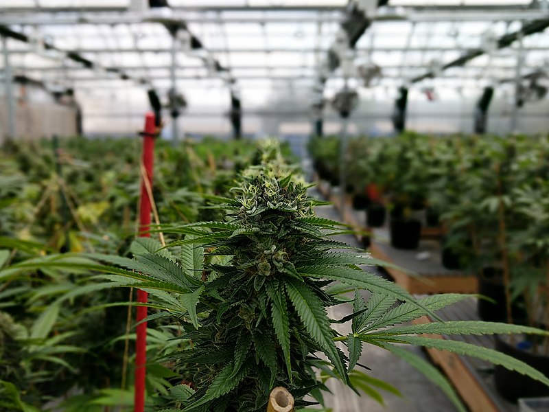 File:Cannabis flowering in a greenhouse.jpg