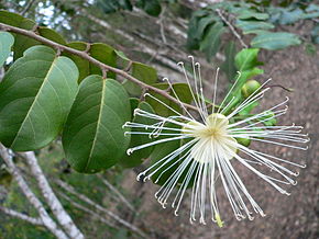 Descrição da imagem Capparis_coccolobifolia_fll_fl.JPG.