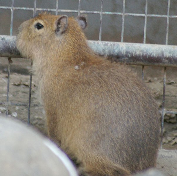 File:Capybara (150).jpg