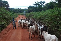 Caravane de boeufs a Yokadouma1.jpg