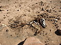 Une carcasse d'âne, dans le Sahara Marocain, gisant sur un sol sableux et caillouteux.