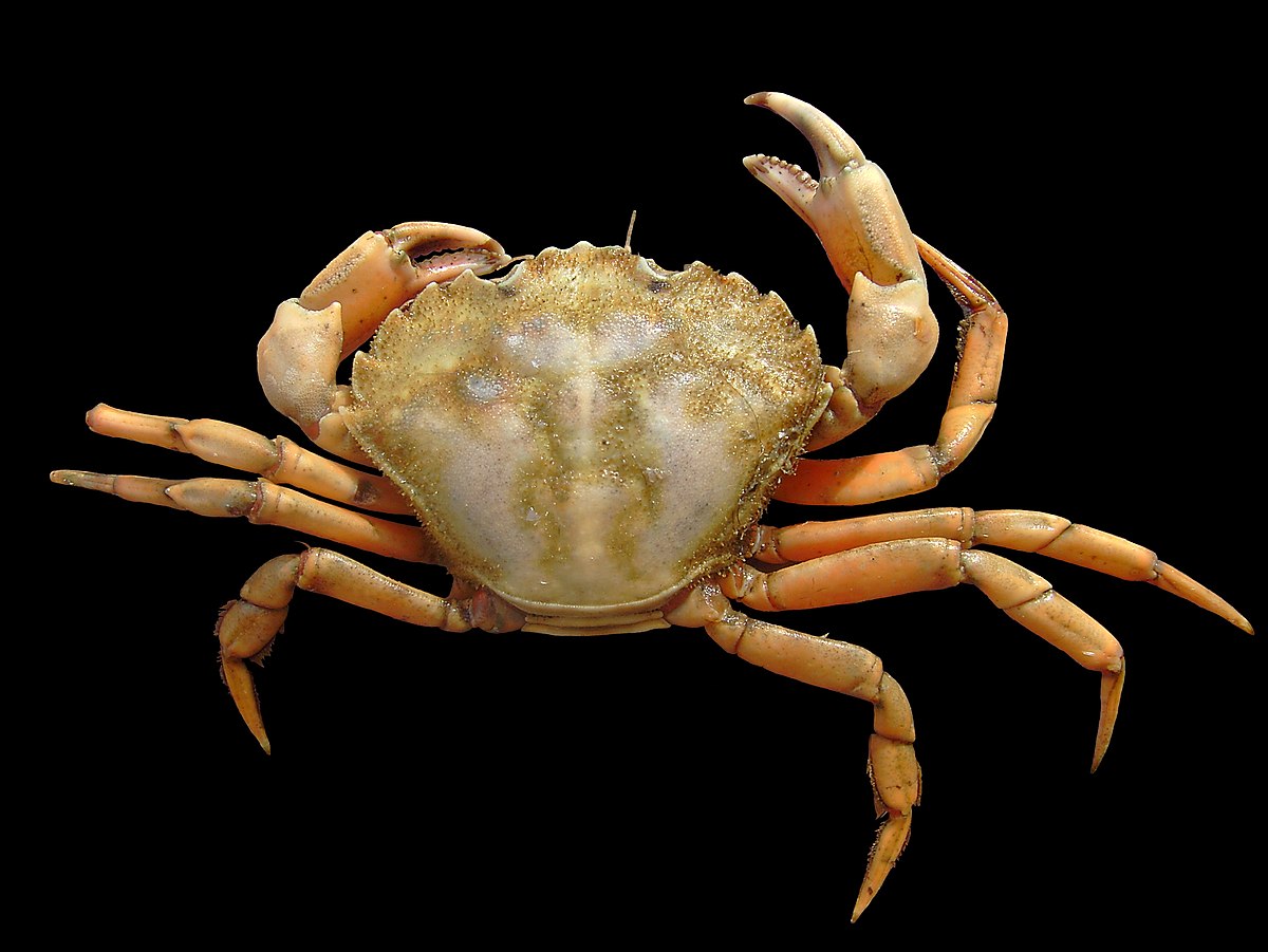 Carcinus maenas Wikipedia