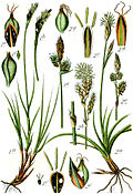 Carex spp Sturm50.jpg