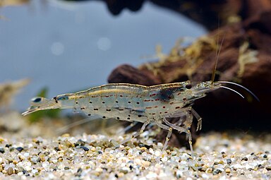 Креветка Caridina multidentata (креветка Амано)