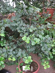 Natal plum shrub CarissaMacrocarpa.jpg