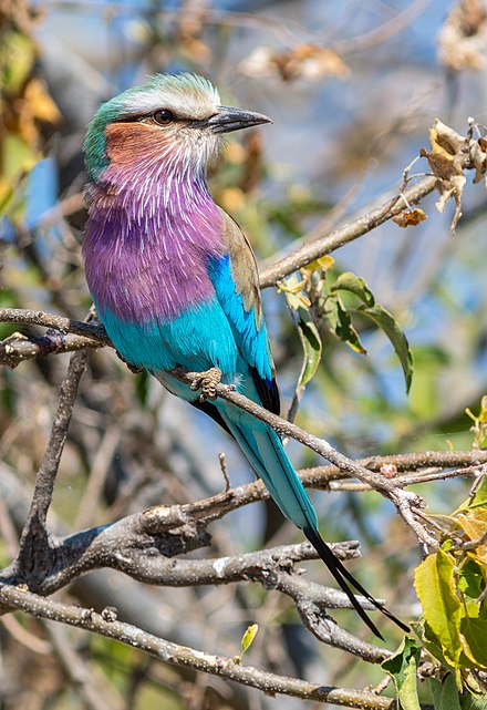 Wildlife in Chobe National Park