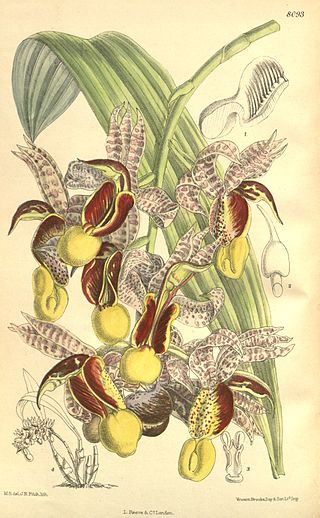 <i>Catasetum galeritum</i> Species of orchid